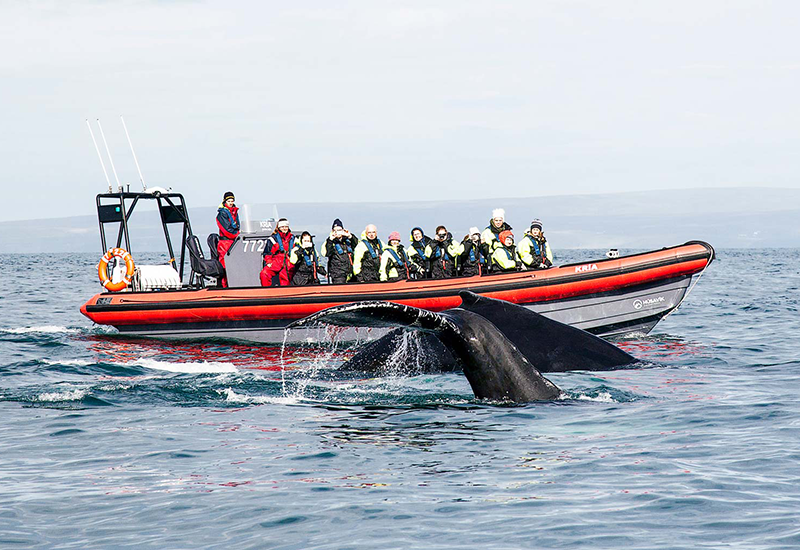 Whale Watching Husavik Iceland