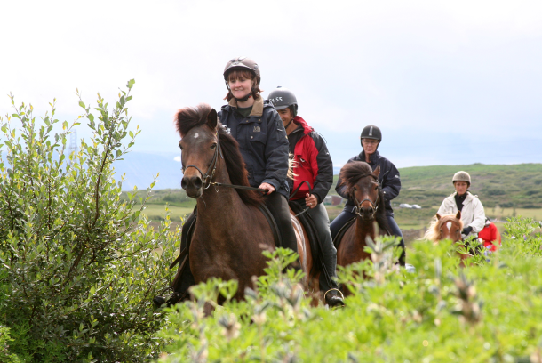 Reiten Reykjavik