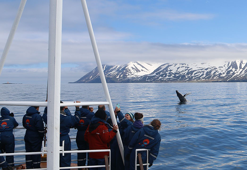 whales of iceland