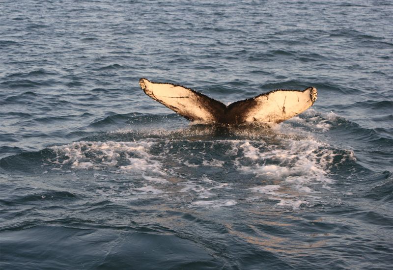 Whale Watching Akureyri 