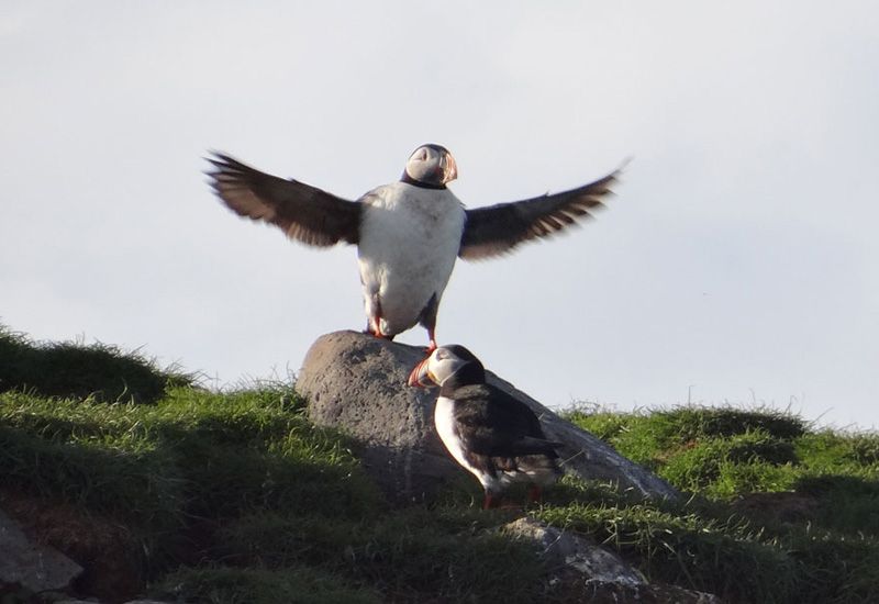 puffin Snaefellsnes iceland