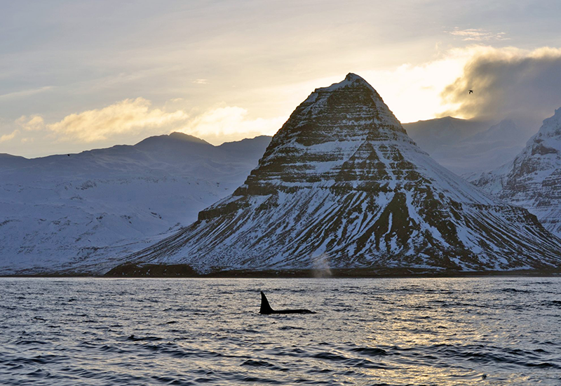 killer whales iceland