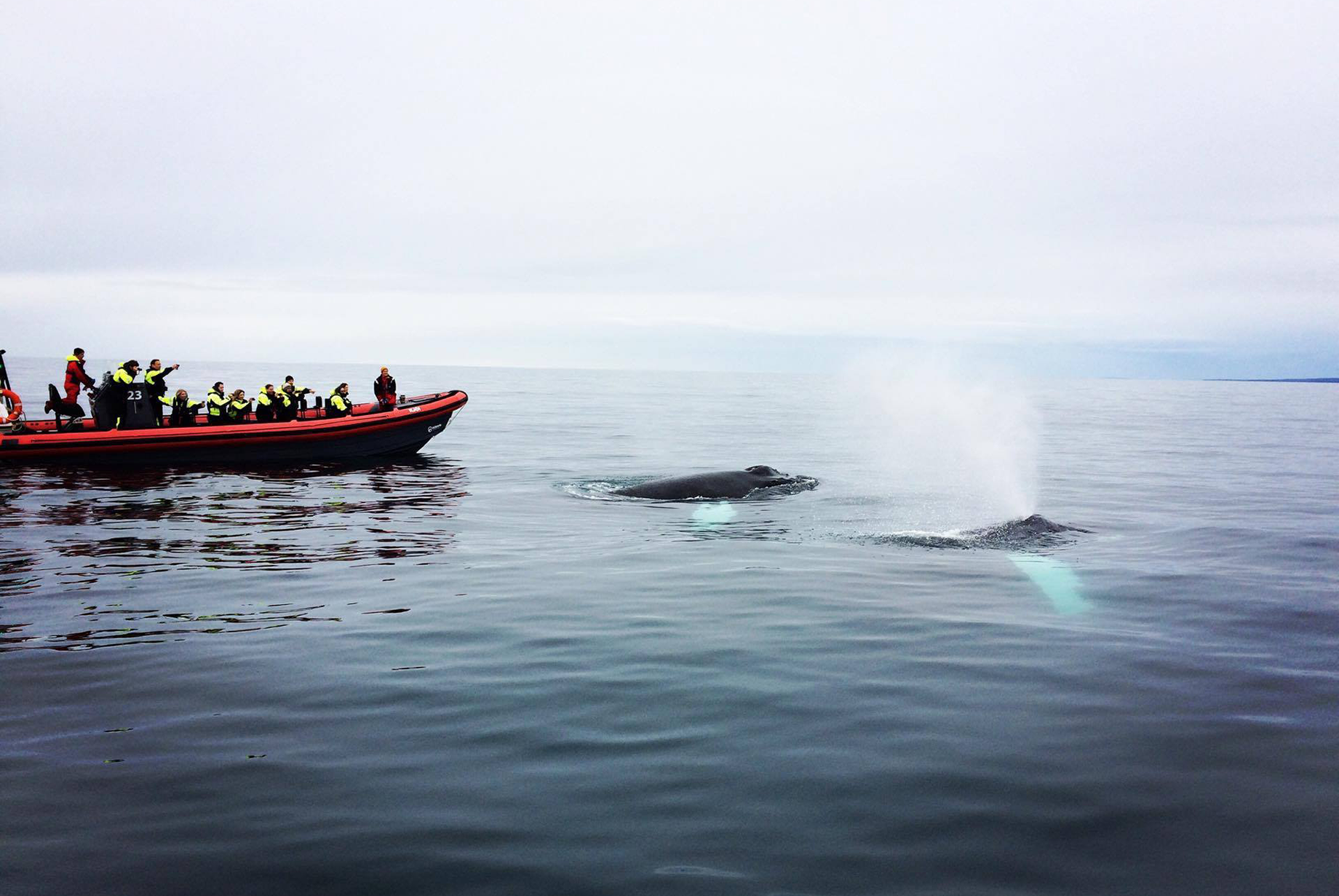 RIB Boot Husavik